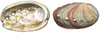 2-2.9 inch Natural Red Abalone - Mexico - All Natural