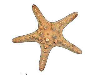 Horned Starfish (1 - 2 inches) Choriaster Granulatus
