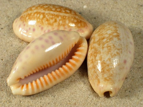 Cypraea Chinensis - 1.5 inches - Cowry - Cowries - Cypraea - Philippines