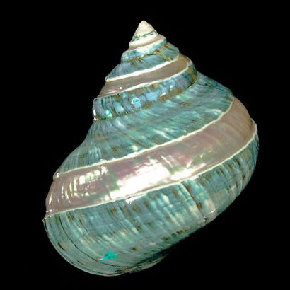 Jade Turbo - Banded & Polished - TURBO IMPERIALIS - Mixed Sizes - 2.5 to 3.9 inch - NEW621