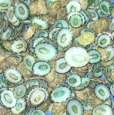 1/2 LB - Blue Limpet Shells SUTORRIA MESOLEUCA 0.75 inches - Mexico