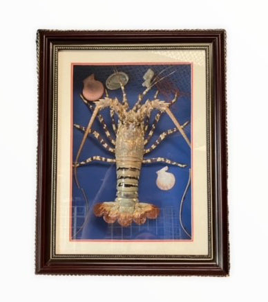 PAINTED SPINY LOBSTER IN FRAME - 60 x 48 cm