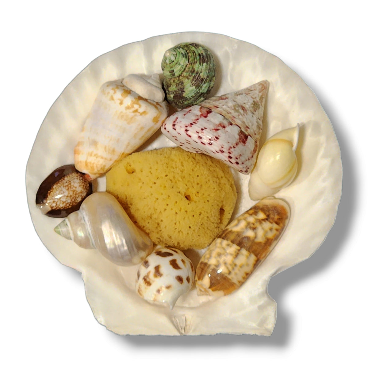 NATURAL HERMIT CRAB SHELL PACK W/SEA SPONGE *Made in house, our choice of beautiful shells*