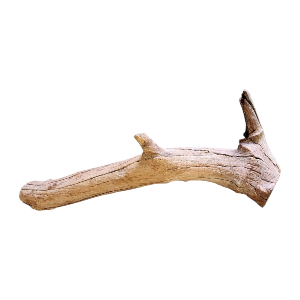 Natural Aquarium Driftwood Branch (Crater) 14-18"