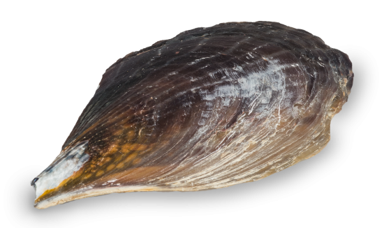 Pen Shells - 8 inch Natural - Philippines