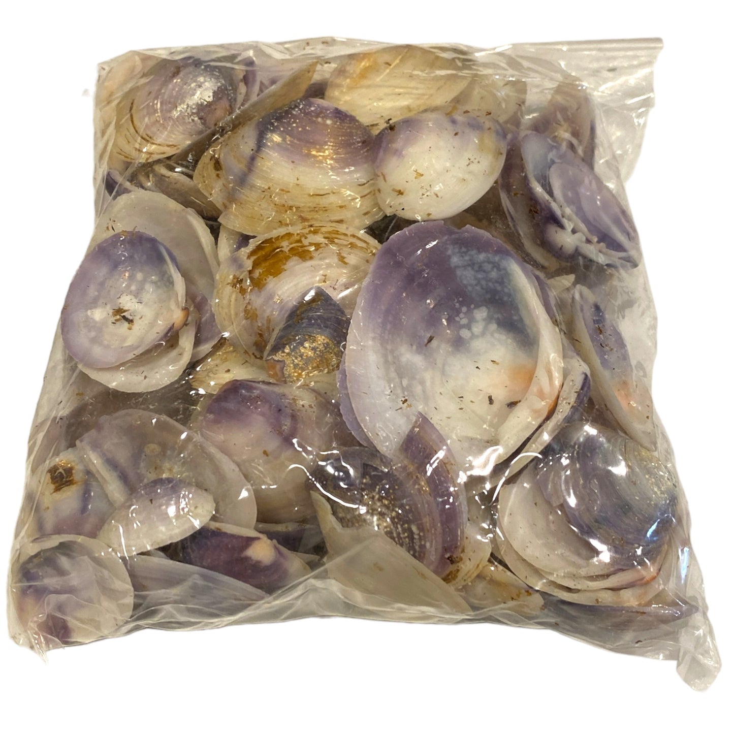 1 KG - Purple Donax Clam Shells - 0.75 - 1.5 inches - Philippines - NEW824