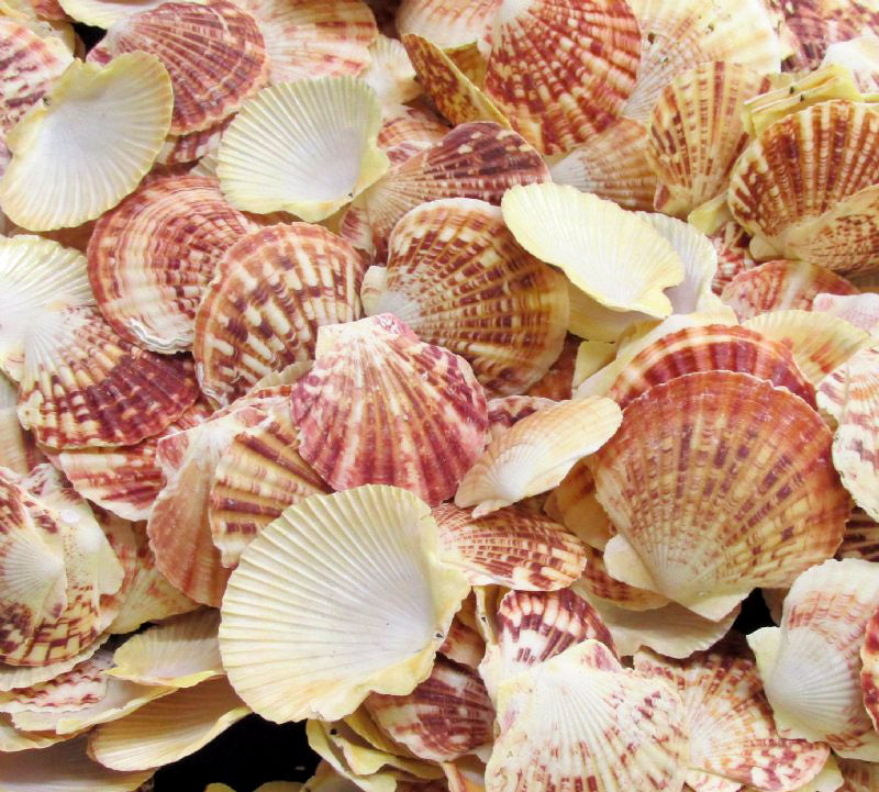 Macarensis Pecten Halves - 2 - 3 inch - 1 KG Bag - Lentigious - Philippines