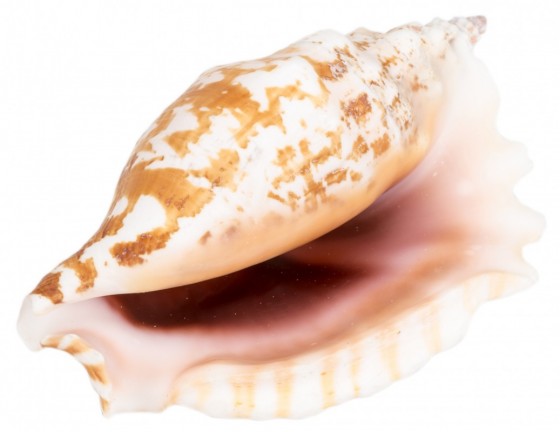 Laciniate Conch - Strombus Sinuatus - 3 inches