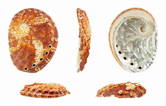 Rubra Abalone - 5.9 inch + - 15cm+ - Australia - HALIOTIS RUBER - All Natural