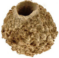 GIANT RIDGE SPONGE - XESTOSPONGIA TESTUDINARIA - LARGE 20 inch + Philippines