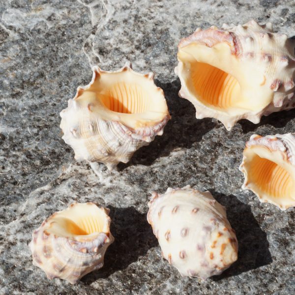 1 KG - Orange Drupa Shells - 0.75 - 1.5 inches - Philippines