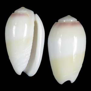 Oliva Carneola - Olividae Olive Sea Shell - 15 - 25 mm - Sharpe Shells Specimens