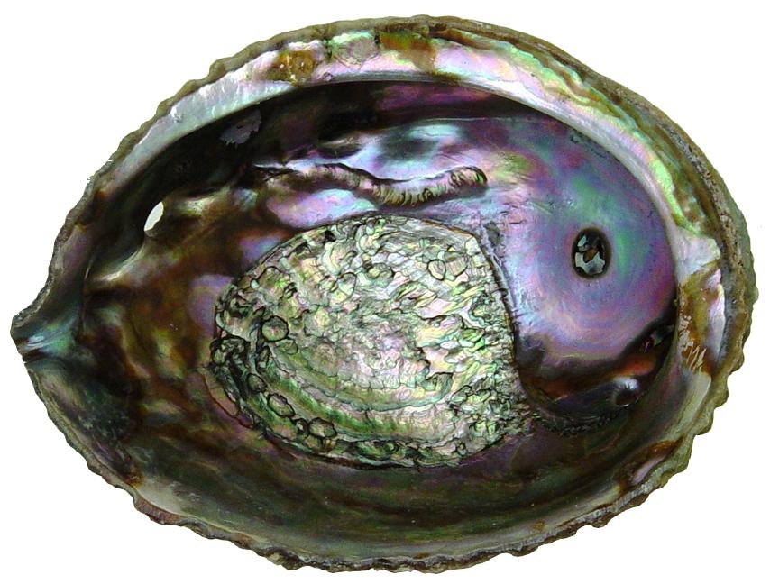 Pink Abalone 3 inch + Haliotis Corrugata - Mexico