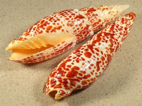 Mitra Papalis M/L - Philippines