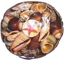 12 inch BASKET SHELL PACK - 6 lbs each