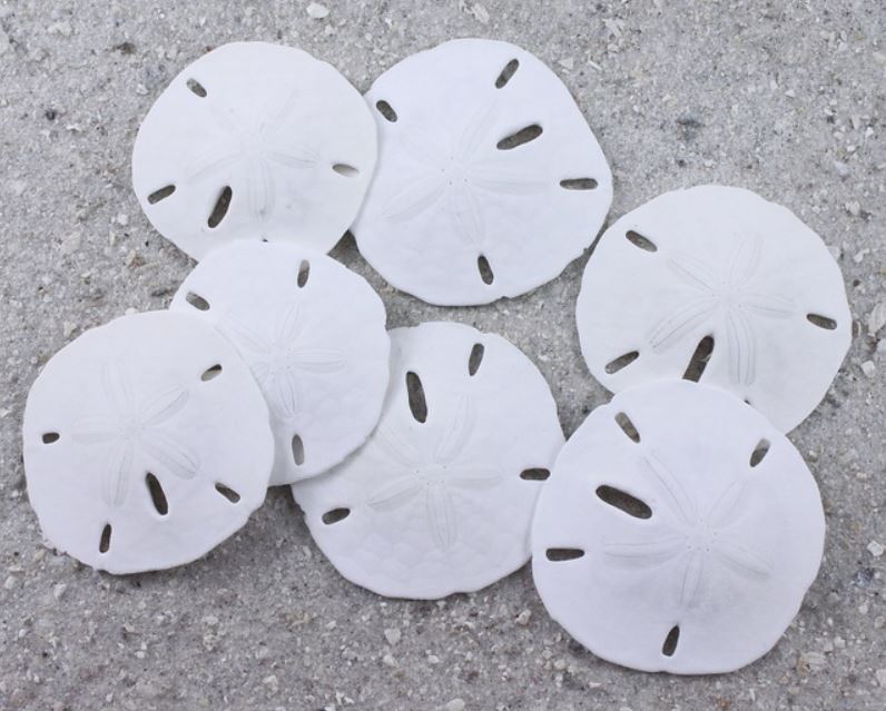 Florida Sand Dollars - 1.5 - 2 inches