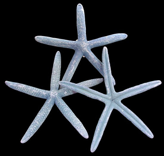 Natural Bluey Starfish - Linckia Laevigata (2 - 3 inches)