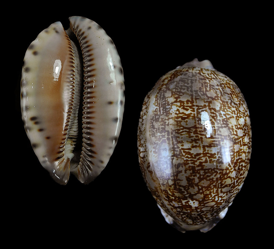 Cypraea Arabica - Mauritia Arabica - Cowry - Cowries - 1 - 2 Inches