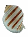 White & Brown Banded Tun - 2 - 3 inch - Tonna Sulcosa - Philippines