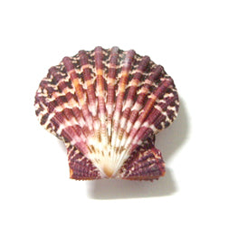 1 KG - Pecten Pallium M/L - 2 inch - Philippines