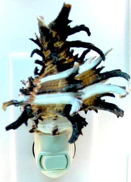 MUREX ENDIVA 2.5 - 3" SHELL NIGHTLIGHT