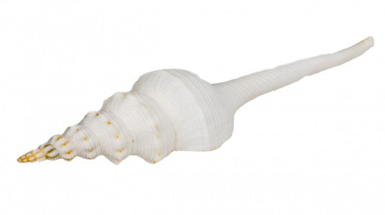 Fusinus Colus - 4 - 5.5 inches