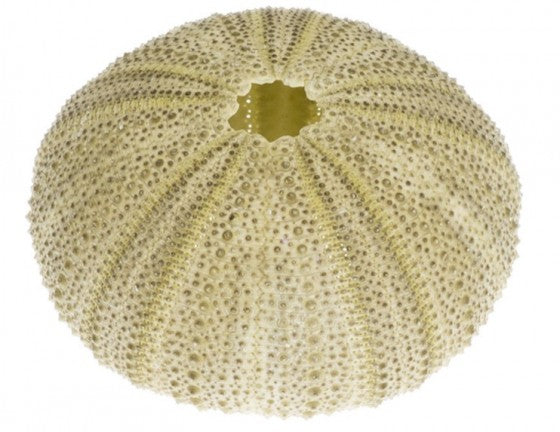 Green Sea Urchins 1.75 - 2.25 inch - Strongylocentrotus Droebachiensis - Philippines