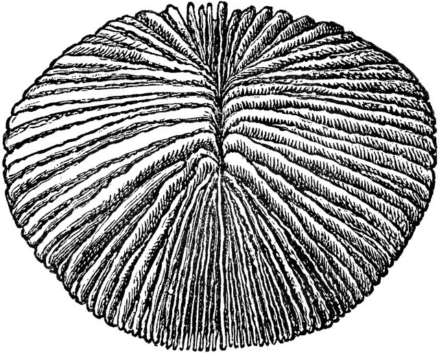 PACK 10 MUSHROOM CORAL 1 inch - Philippines