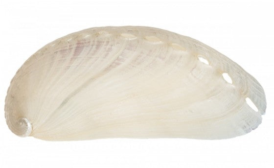 Pearlized Donkey Ear Mule Abalone - Haliotis Assinina - 2 - 2.5 inches - Philippines