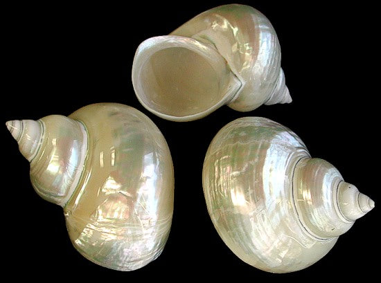 Pearlized Giant Green Turbo - 5 inches - Philippines