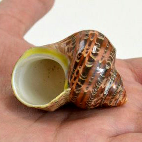 TURBO PETHOLATUS 2 inch + POLISHED TAPESTRY TURBO - THAILAND