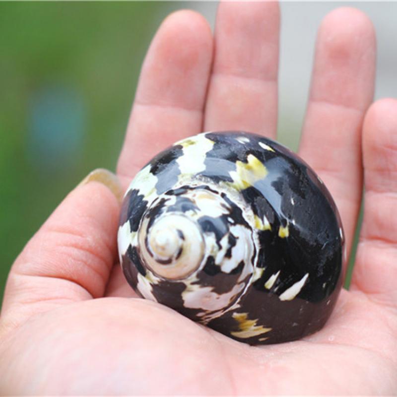 Polished Magpie Shells - 2.5 inch + CITTARIUM PICA - NEW521