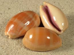 Cypraea Lyncina Carneola - Carnelian Cowries - 2 inch - Cowry - Philippines