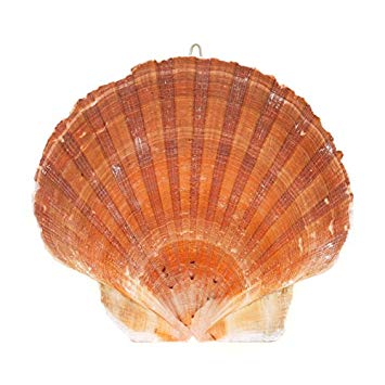 English Flat Scallop - 4 inch - Argopecten irradians - UK