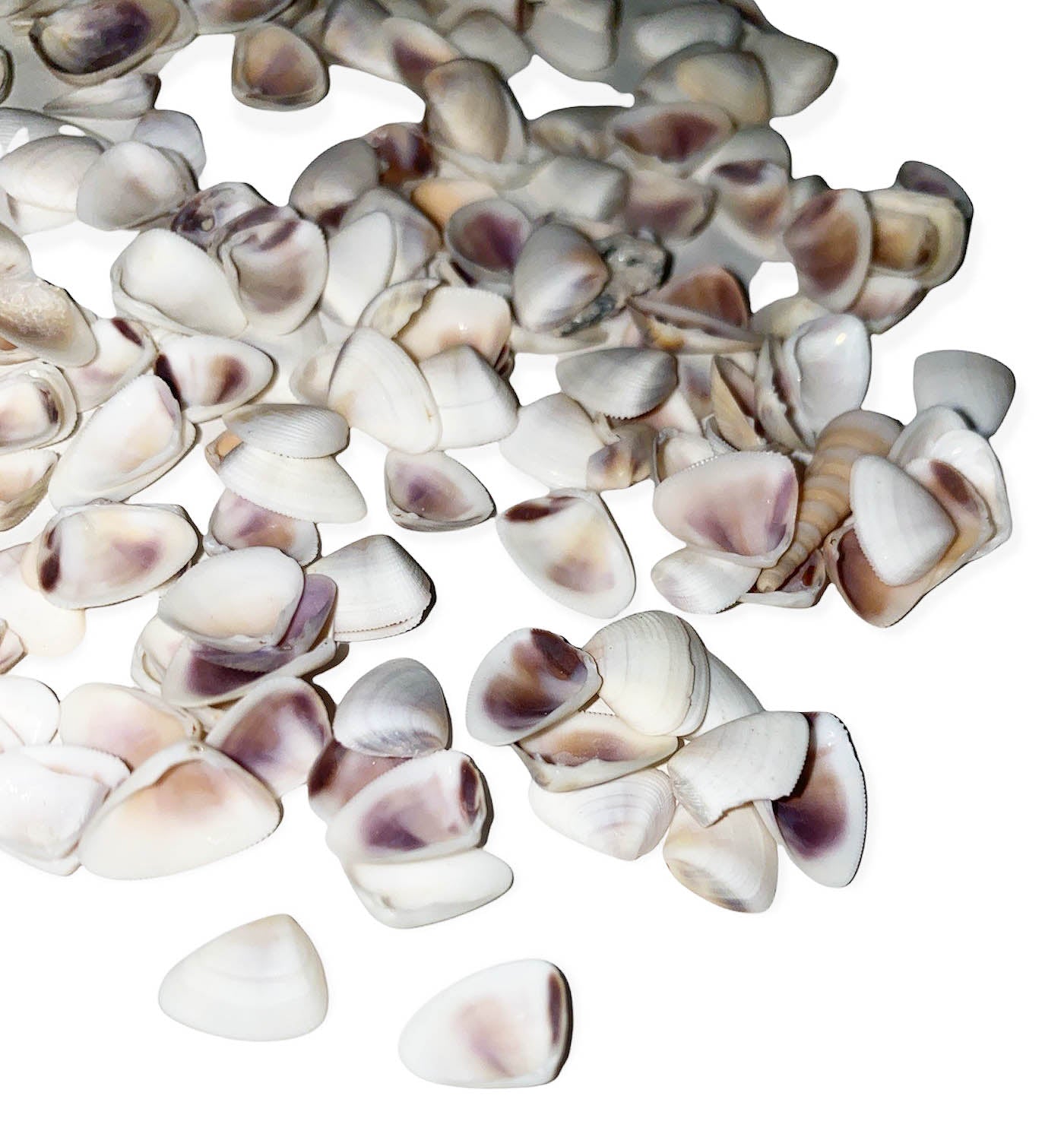 1 KG - Mini Donax Triangle Shells - 0.25 - ..6 inch - China - NEW222