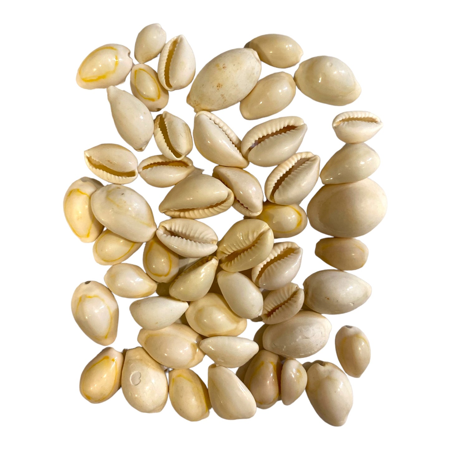 1 KG - Cypraea Annulus Cowries Shell - Cooked - 0.5 - .75 inches - Fawn Colour - Philippines