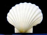 English White Cup Scallop Shell - 4 inch + Argopecten irradians - UK