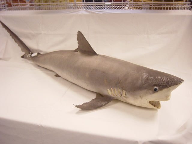 Lemon Shark