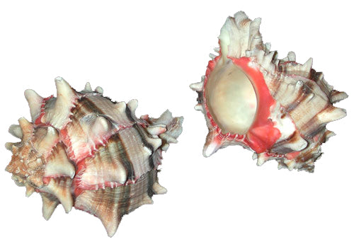 Murex Brassica - 4 inch - Cabbage Murex - Mexico