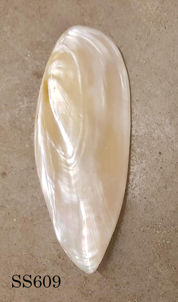 Oblong Pink Fat Clam Pairs 3 inch + Hyriopsis Desowitzi - Thailand
