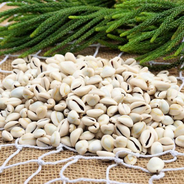 1 KG - Ring Top Cowry - Cypraea Annulus Cooked - 0.5 inches - Cowries - Philippines