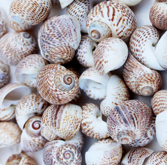 1 KG - Nautica Tigerina Seashells - Tiger Moon Shells - Bulk Craft Shells - .75 - 1.5 inch - Philippines