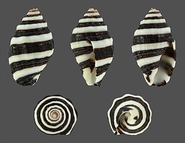 Nassa Engina Shell - 0.5 inch - Philippines