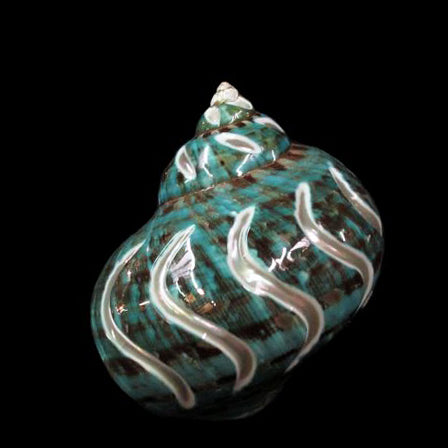 Jade Turbo - Spiral Polished - TURBO BURGESSI - Mixed Sizes - 3 to 3.5 inch - NEW621