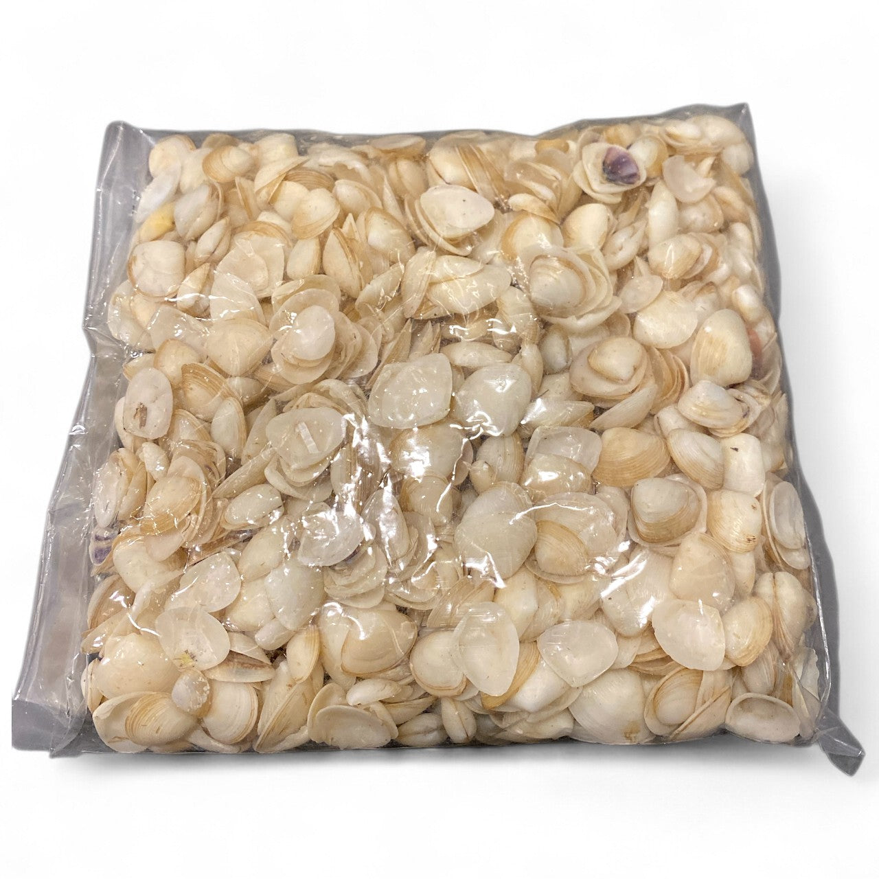 1 KG - White Cay Cay Shells - 0.5 - 1 inch - Philippines