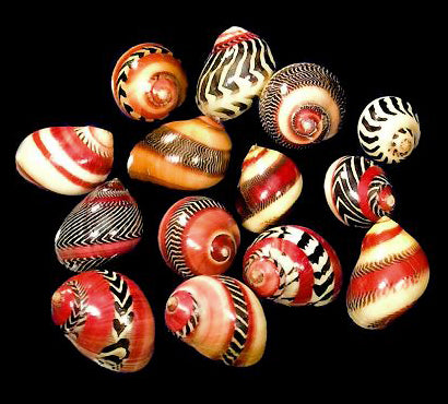 Coloured Striped Nerita Communis - Zigzag Nerite - 15 - 18mm