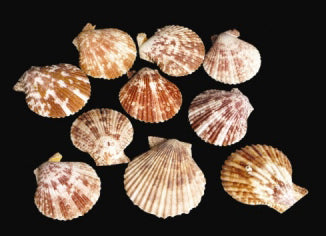 Natural Pecten Nobilus Halves - 3 - 4 inches