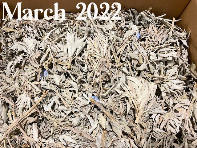 White Buffalo Sage Clusters 1 lb. - Bulk Premium Loose by the lb - (6 lbs in a master case) Smudge