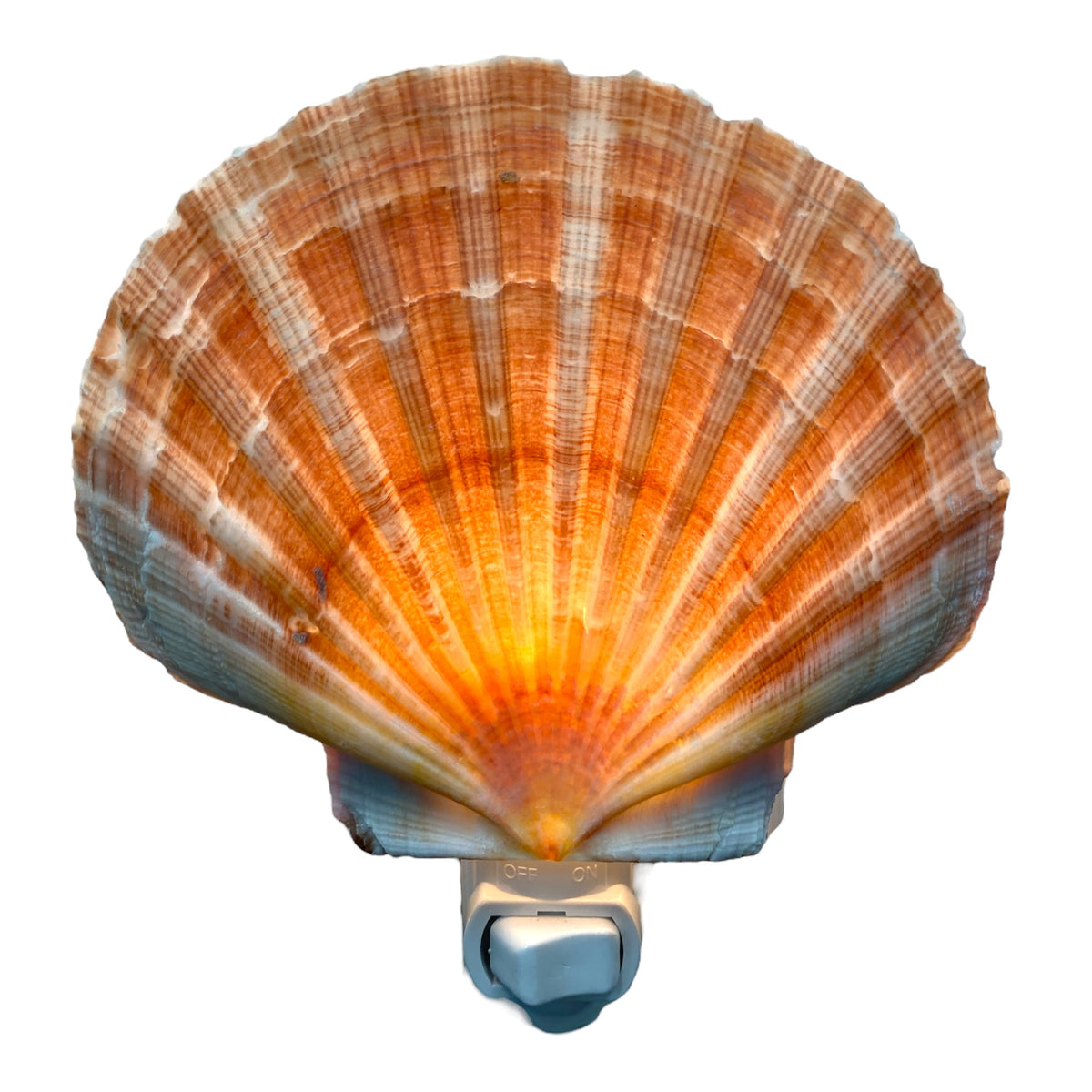 Flat English Scallop NIGHTLIGHT - on White Base - NEW224