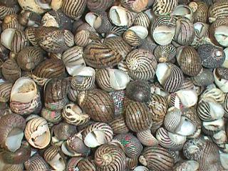 1 KG - Striped Nerita Communis - 0.5 inches - Philippines